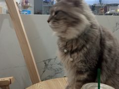 -楼上猫咖(罗湖店)