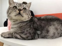 -飞梵造型