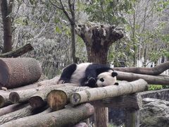 -都江堰中华大熊猫苑