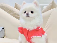 -怪兽屋·羊驼·猫咖·狗咖(俊华广场店)