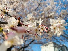 -高东镇樱花园