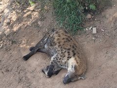 -西霞口神雕山野生动物世界
