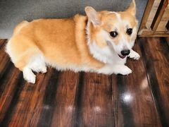 -豆柴町-柴犬主题狗咖(红鼎国际C座店)