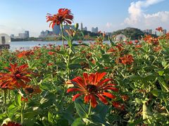 -顺峰山公园