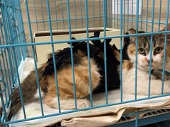 -纳吉亚猫专科动物医院(康都外科中心)