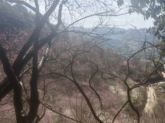 -新建村梅花