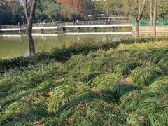 -黄兴公园
