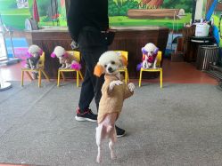 -未来动物城动物主题公园(大悦城店)