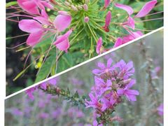 -黑龙江省森林植物园