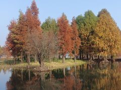 -贡湖湾湿地公园