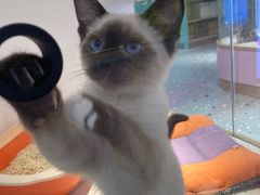 -龟与熊猫宠物公园(南坪店)