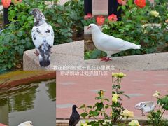 -朝阳公园