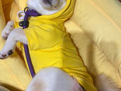 -逗柴咖啡屋·狗咖猫咖宠物桌游