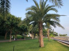 -野狸岛