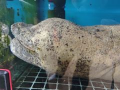 -九尊食上(生态园林酒店)