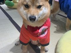 -逗柴咖啡屋·狗咖猫咖宠物桌游