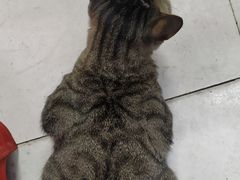 -胖胖板凳面