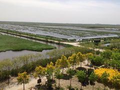 -南大港湿地风景区