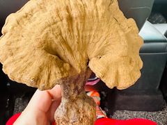 -云南木水花野生菌交易中心