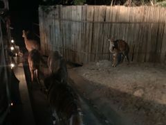 -清迈夜间动物园