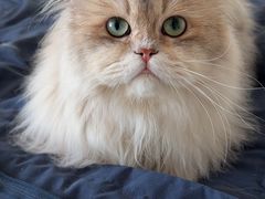 -中农国际动物医院24小时·猫科·骨科·急重症中心