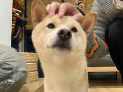 -南京Hallo宠物乐园·哈罗犬舍·柴犬繁育基地