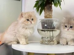 -lincat·猫舍(广州店)