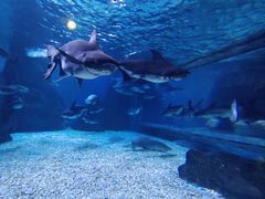 -多彩贵州城极地海洋世界