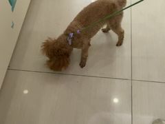 -全心全意连锁动物医院·微创中心·内科急重症·心脏专科(丰管路店)