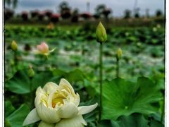 -荷兰花海