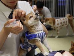 -逗柴咖啡屋·狗咖猫咖宠物桌游