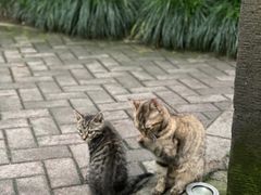 -静安公园(静安寺街道)