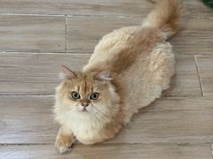 -李小姐の猫咖啡馆(五角场店)