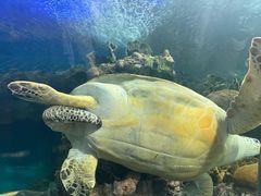 -上海海洋水族馆