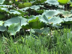-白塘生态植物园