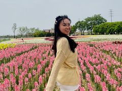 -杭州湾海上花田景区