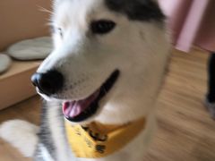 -Husky Go! 哈士奇体验馆·宠物咖啡厅狗咖