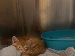 -瑞派康怡24h宠物医院·犬猫医疗中心·微创绝育(瑞景分院)