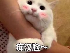 -CoCo都可(宝龙广场店)