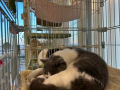 -猫的天空之城概念书店(北戴河蔚蓝海岸店)