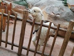 -杭州开元森泊度假乐园