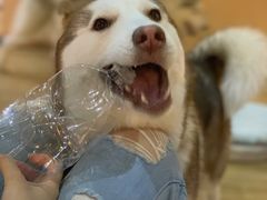 -Husky Go! 哈士奇体验馆·宠物咖啡厅狗咖