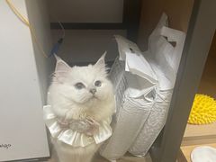 -瑞鹏宠物医院·骨科·猫科·内科(第一中心)