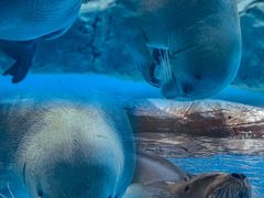 -海合安成都极地海洋公园