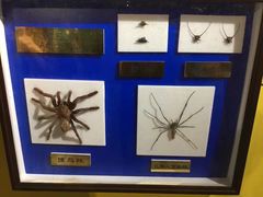 -上海昆虫博物馆