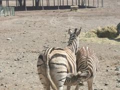 -新疆天山野生动物园