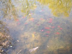 -静之湖湖畔餐厅