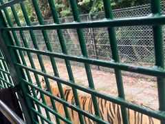 -深圳野生动物园