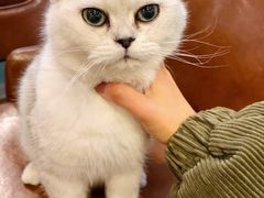 -猫小院猫主题餐厅(三里屯店)