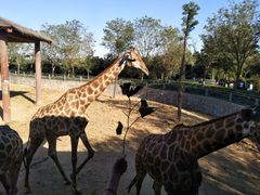 -石家庄市动物园